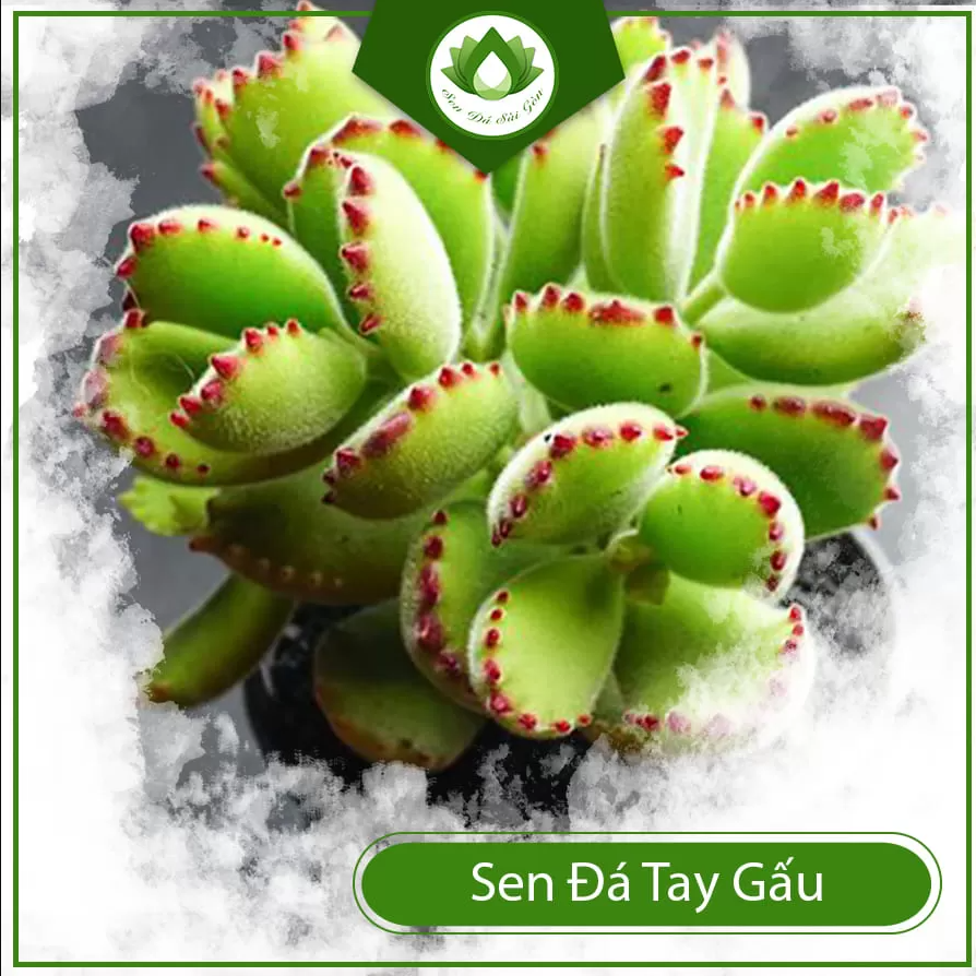 Sen đá tay gấu